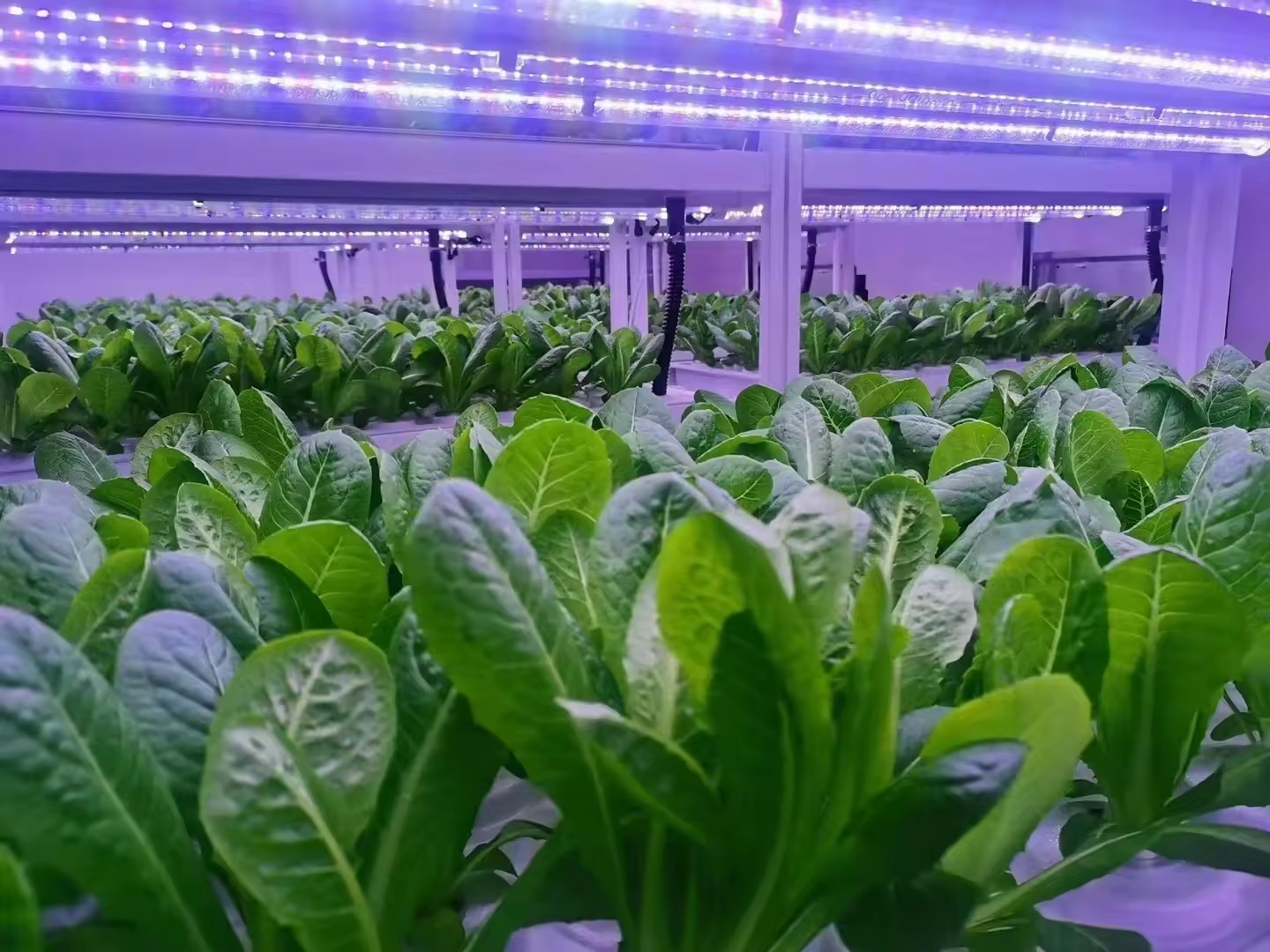 f Greenhouse Agricultural Equi - Hydroponic Farming Agriculture avis et prix