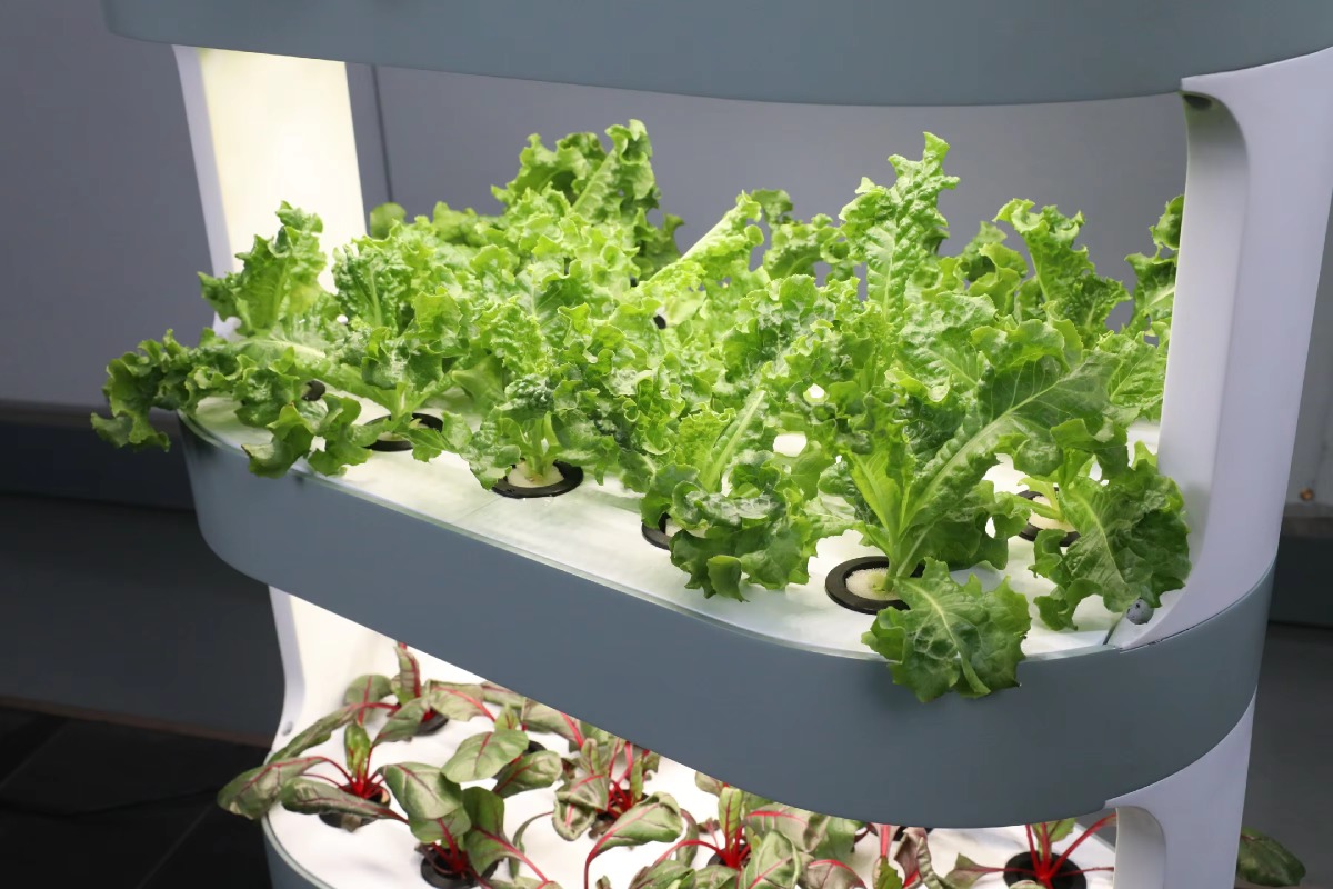 Factory Wholesale Unique Farm  - Hydroponic Farming Agriculture avis et prix