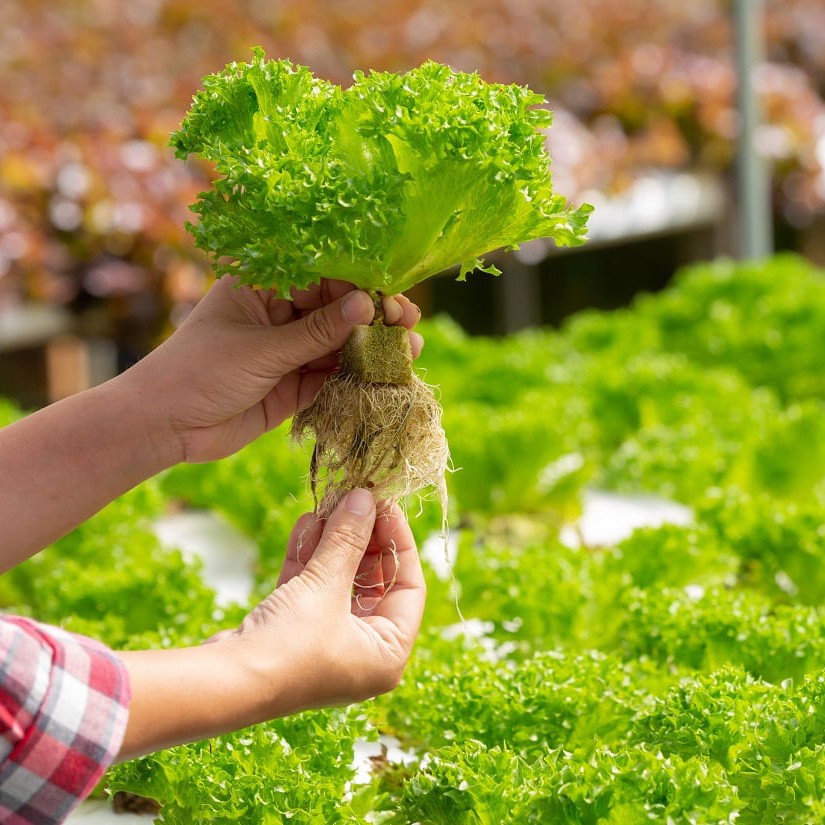 Hydroponic Greenhouse Rock Gro - Hydroponic Farming Agriculture avis et prix