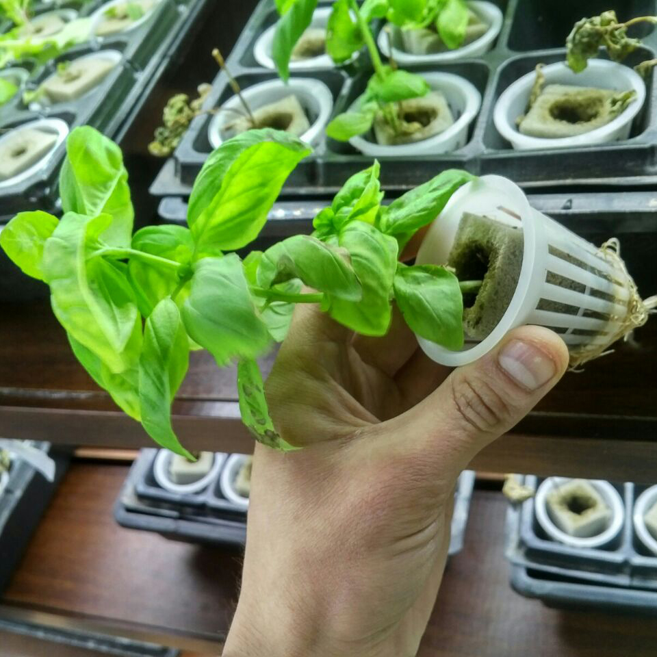 Hydroponic Greenhouse Rock Gro - Hydroponic Farming Agriculture avis et prix