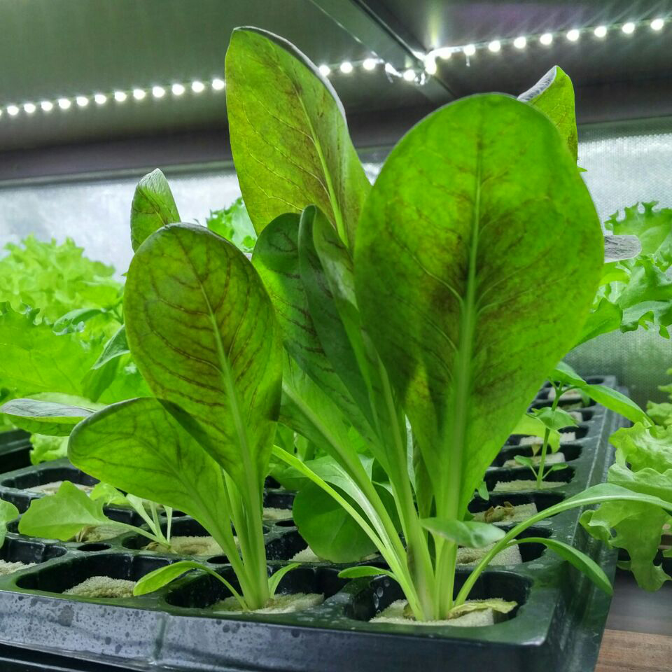Hydroponic Greenhouse Rock Gro - Hydroponic Farming Agriculture avis et prix