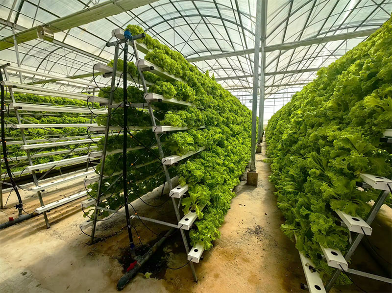 Agricultural Greenhouses Lettu - Hydroponic Farming Agriculture avis et prix