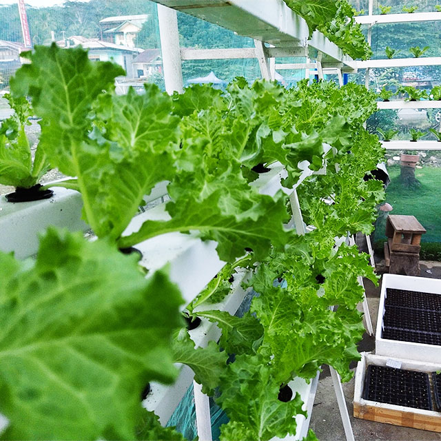 Agricultural Greenhouses Lettu - Hydroponic Farming Agriculture avis et prix